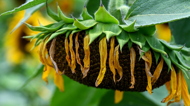 sunflower with dried petals