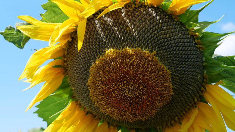 Close up sunflower head with dry brown seeds