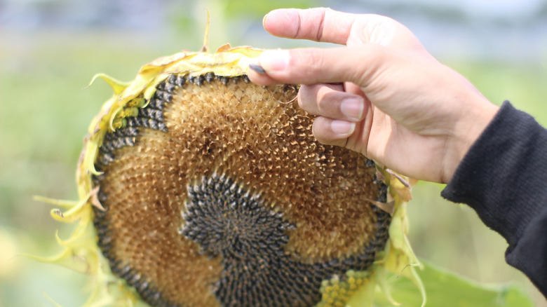 Hand picking sunflower seed from flower