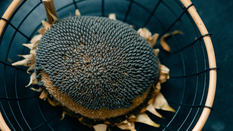 Sunflower head with large seeds drying in basket