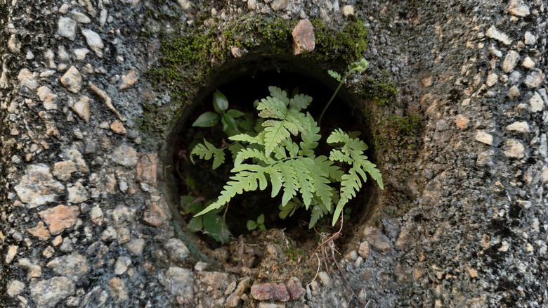 A green fern plant growing out of a circular drainage weep hole in a rough concrete retaining wall