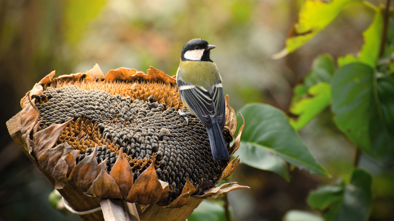 A Great Tit sits on a dried sunflower head full of seeds in an autumn garden