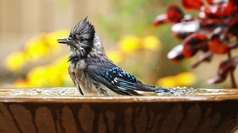 A wet bluejay sits in a birdbath