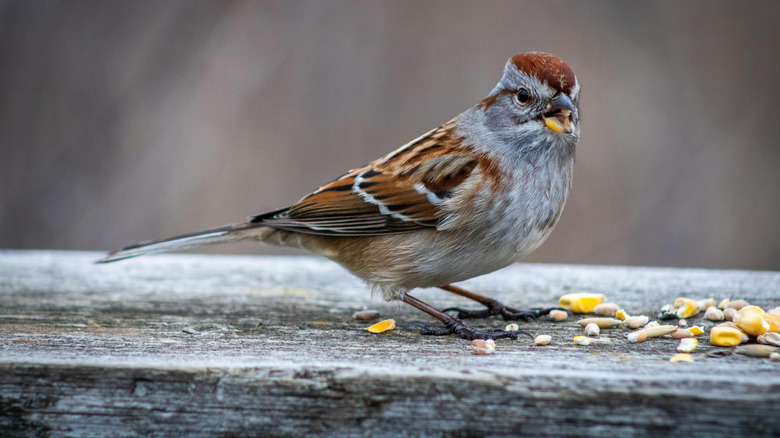 A small sparrow eats cracked corn