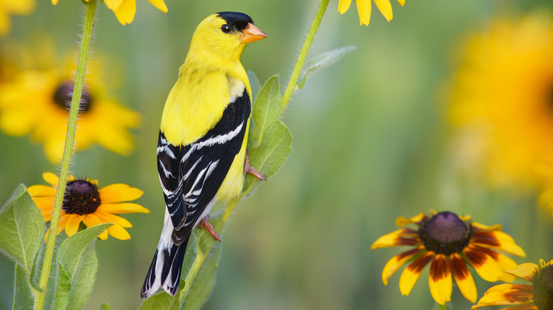 A goldfinch perches on the stem of a black-eyed Susan