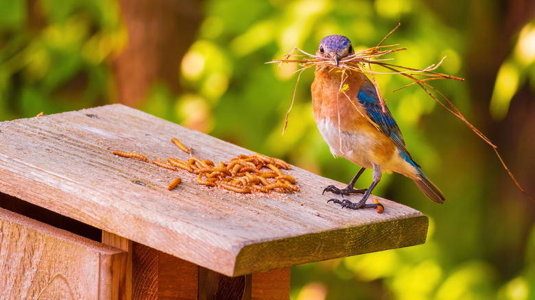 An Eastern bluebird with a mouthful of dried grass stands next to a pile of mealworms