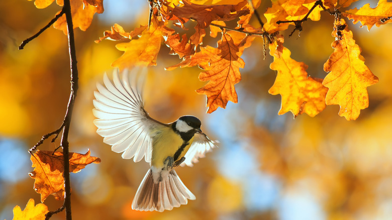 A beautiful bird flaps its wings in front of golden autumn leaves