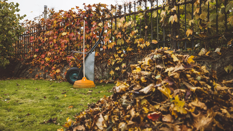 A wheelbarrow and rake sit next to a giant pile of yard waste along an iron fence