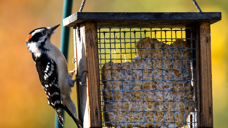 A woodpecker sits on a suet feeder in autumn