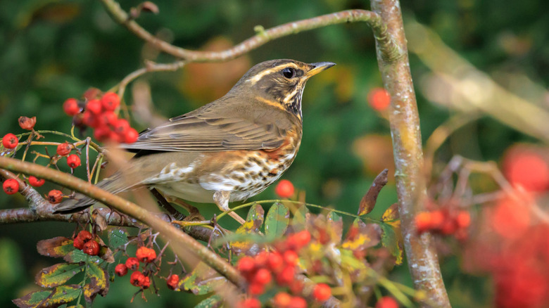 A small thrush sits on a tree limb covered with small red berries