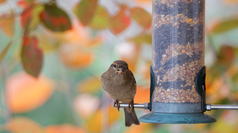 A sparrow eats mixed bird seeds from a feeder