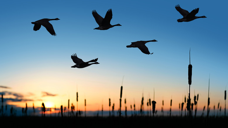 A flock of migrating geese is shown in silhouette at sunset