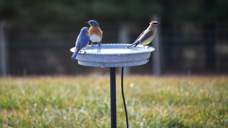 Eastern bluebirds and cedar waxwings sit on a heated birdbath