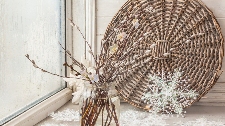 Winter branches forced to flower indoors