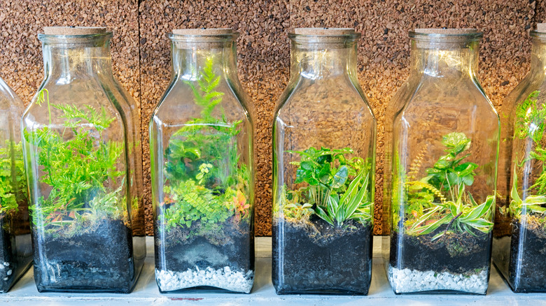 Terrariums made out of glass jars