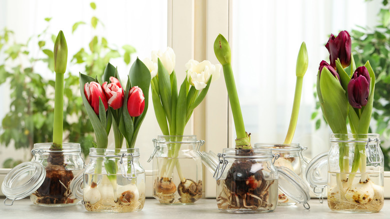 Amaryllis and tulip bulbs growing in glass jars
