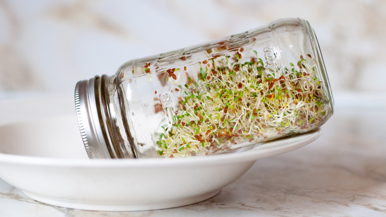 Growing sprouts in a jar