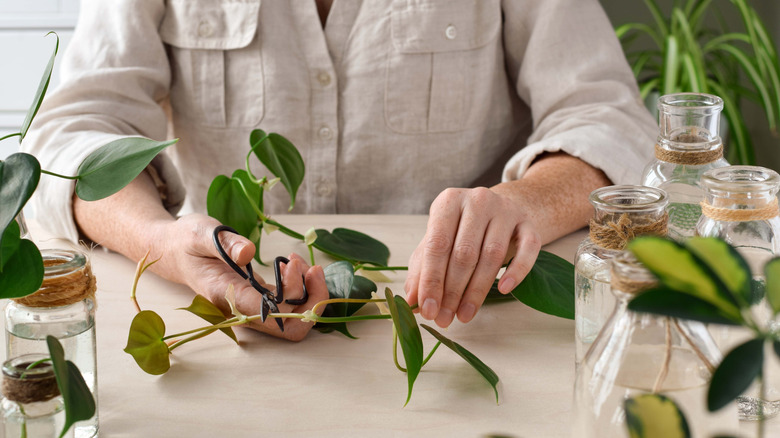 Person taking cuttings of plant to propagate it in a jar