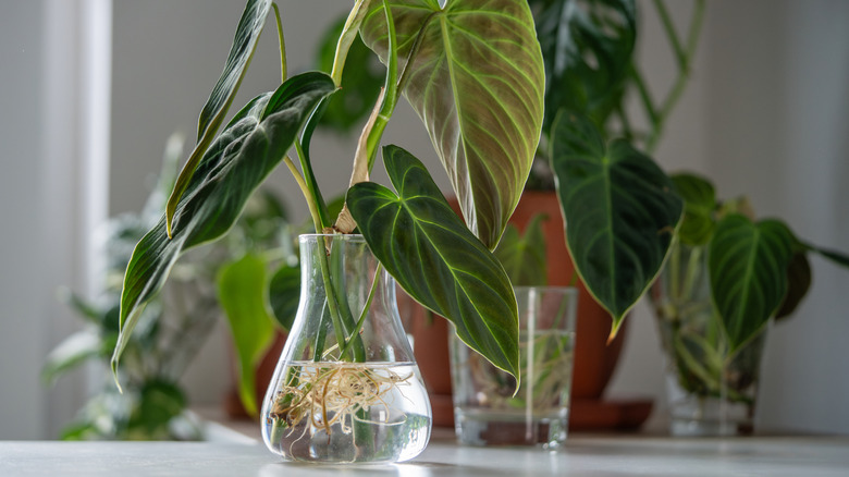 Philodendron cutting being propagated in glass jar and placed on a table