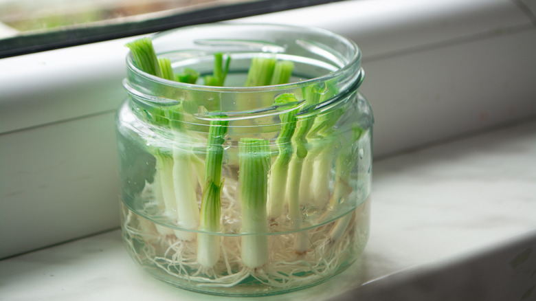 Scallions regrowing from scraps in jar