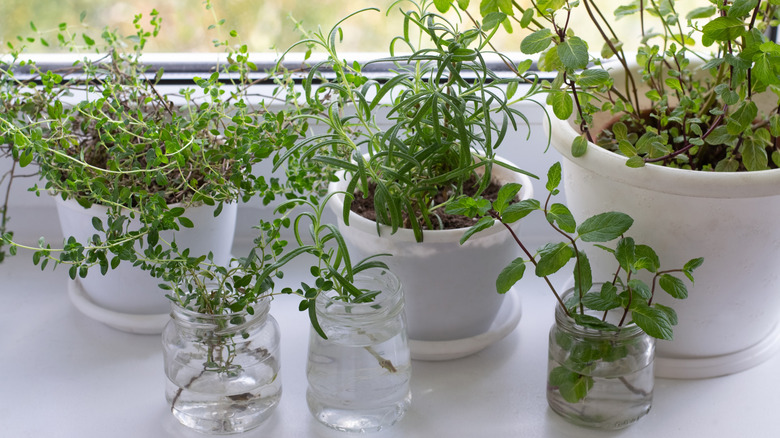 Rooting cuttings of indoor pots of herbs