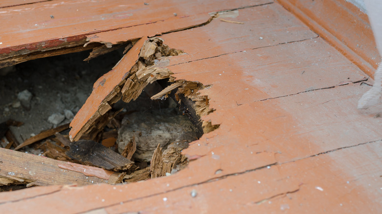 insect infested wood floors