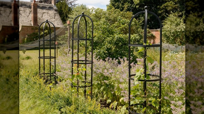 Three obelisk trellises in a garden.