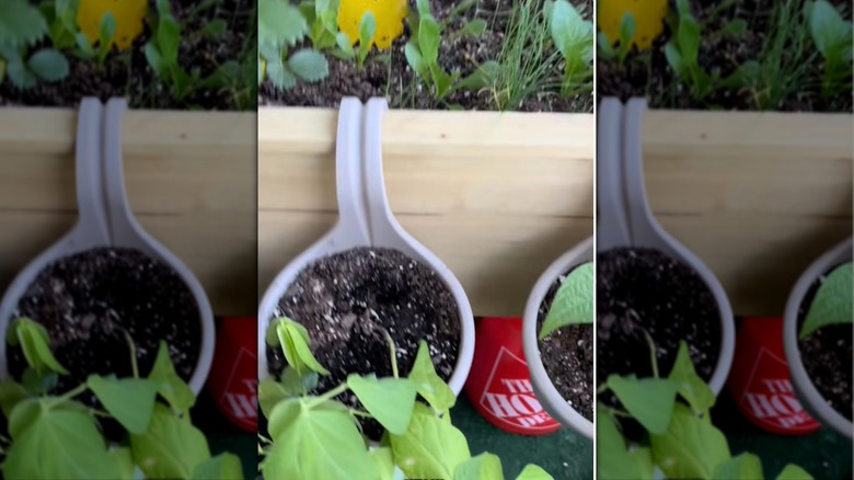 Small planters hooked onto the wall of a larger planter box.