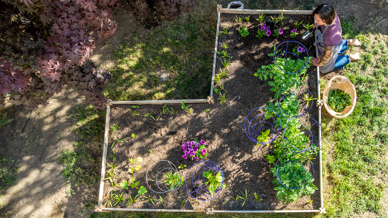 Woman working in small garden space.