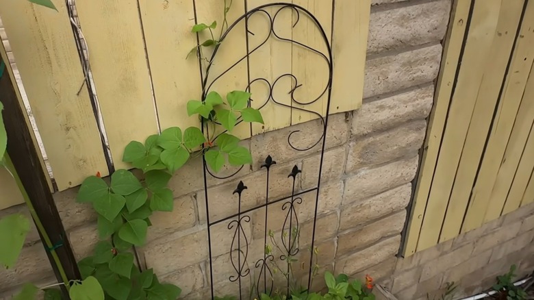 Short wire leaning trellis against a brick wall in the garden.