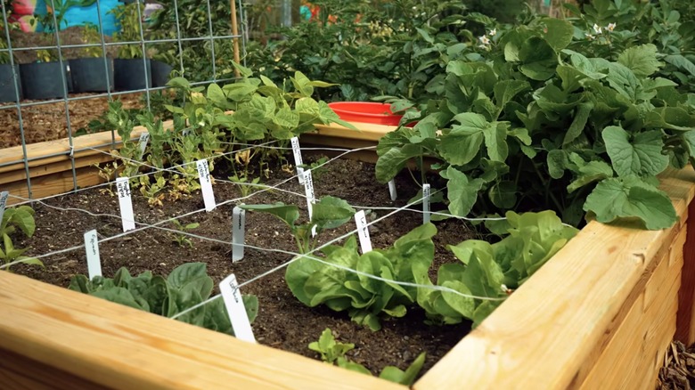 Wooden raised bed planter using square-foot gardening method.