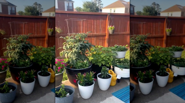 Many different sized pots with plants on back patio.