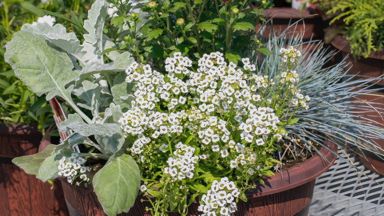 Container with green plants and white alyssum.