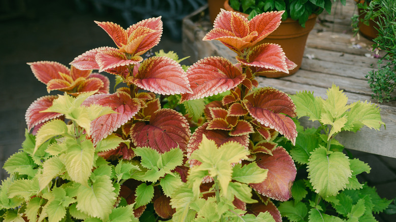 Mixed colors of coleus in container.