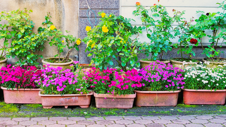 Planters of dianthus in front of potted rose bushes.