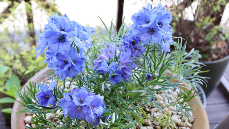 Light blue delphiniums in container planting.