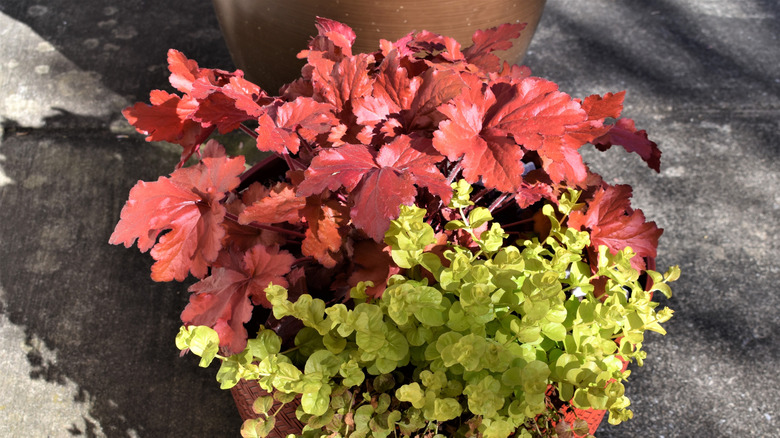 Heuchera in container with creeping Jenny.