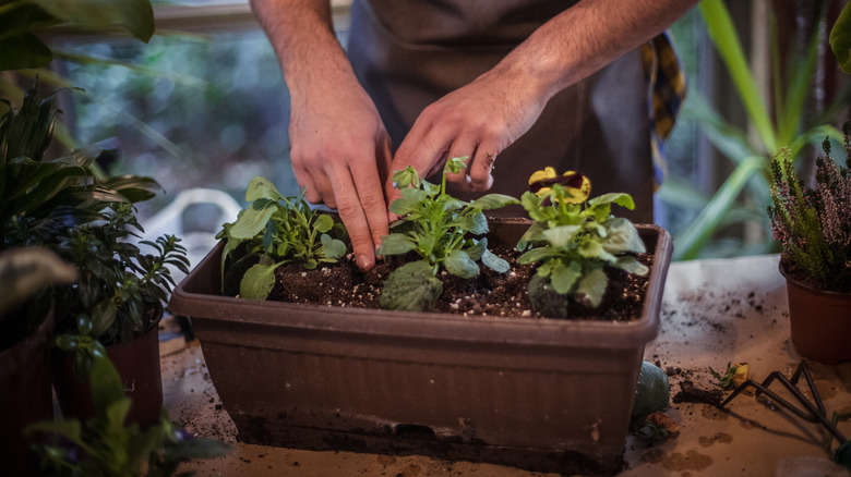 Person planting annual flowers in container.