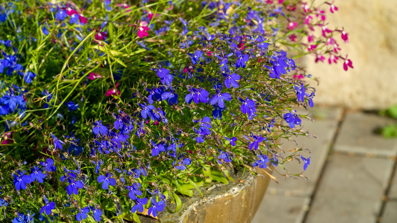 Bright blue lobelia in container in spring.
