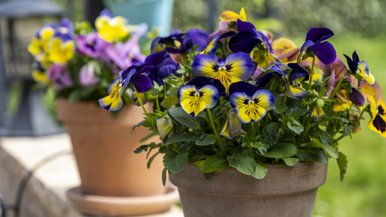 Terracotta pots with pansies.