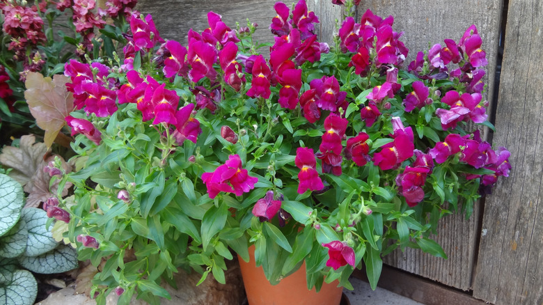 Magenta snapdragons in terracotta pot.