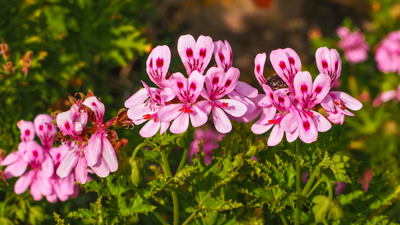 Bright pink and red tender geraniums or pelargoniums
