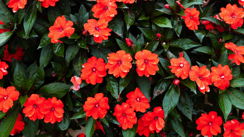 Bright orange impatiens covered in raindrops