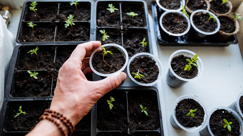Seedlings germinating and growing in small pots indoors