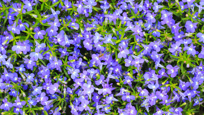The blue blooms of lobelia