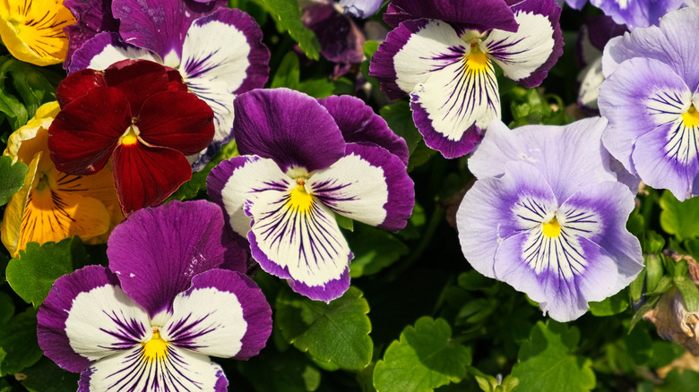 Tricolor pansies in yellow, red, and purple