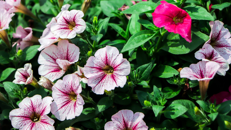 Colorful pink petunias in bloom close up