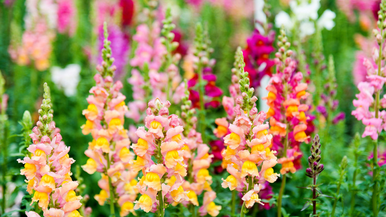 Colorful snapdragons blooming in a garden