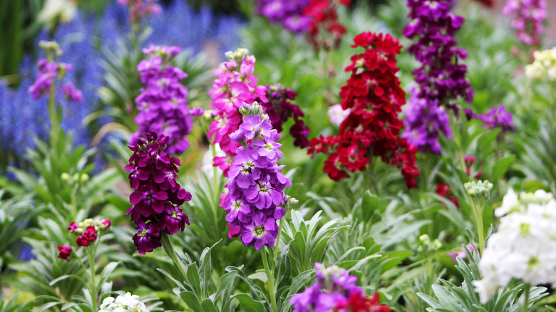 A field of stock flowers in various colors, including pink, purple, and red