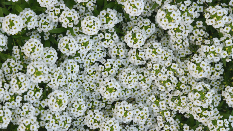 A bed of sweet alyssum with white blooms